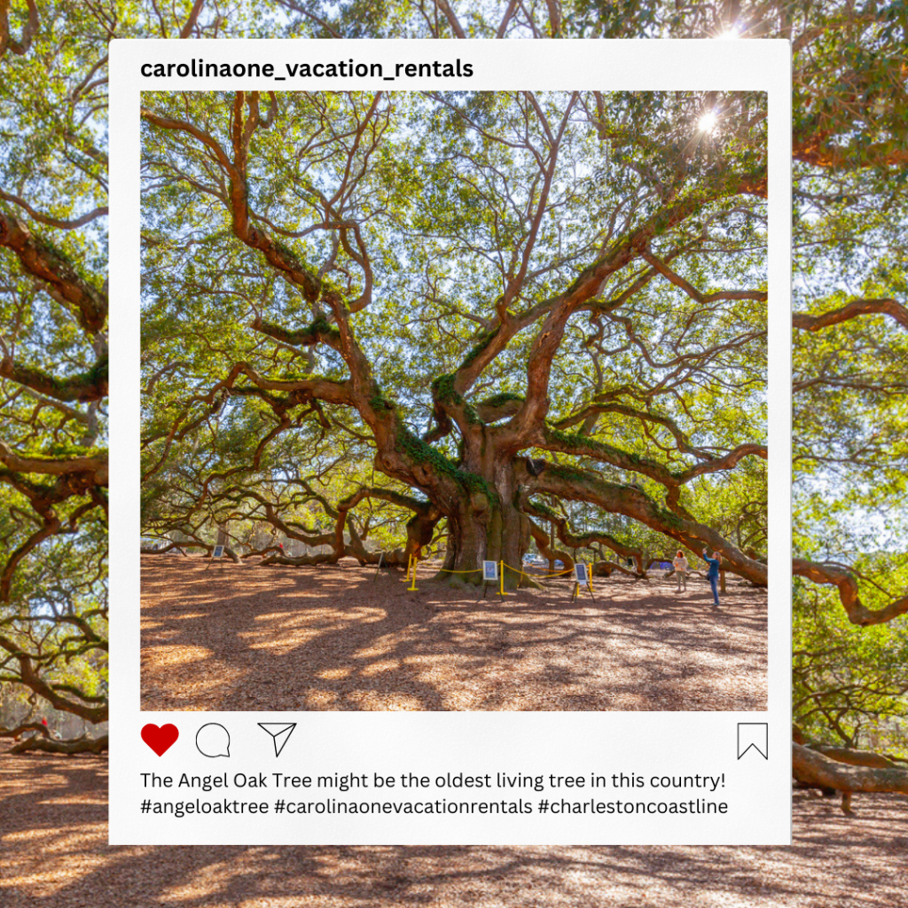 This picture showcases the Angel Oak Tree in Charleston, SC, with an Instagram post-like picture on top sharing where it is. 
